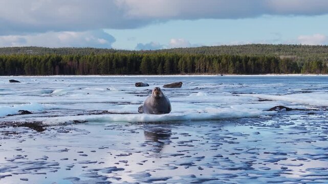 Wild seal resting on a drifting ice floe amid a partially frozen lake, with reflective blue water, scattered snow patches, and a dense conifer forest under soft clouds on a calm northern day