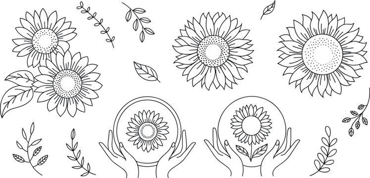 Sunflower line art vector collection featuring mystical crystal ball hands botanical elements leaves and blooming floral illustration set