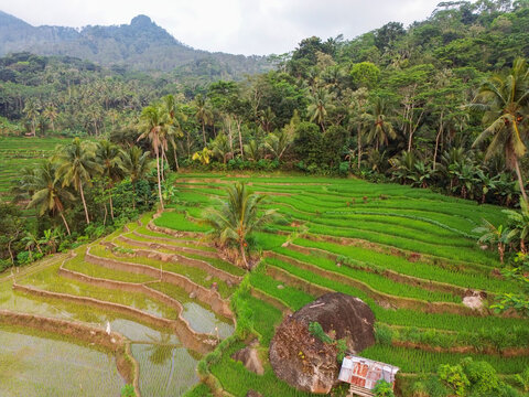 Aerial view of lush green rice terraces with palm trees and a large boulder in Wadaslintang, Central Java, Indonesia.