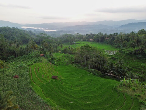 Aerial view of the lush green Panerusan rice terraces surrounded by palm trees and rolling hills in Wadaslintang, Central Java, Indonesia.