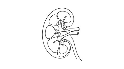 Naklejka premium A continuous line drawing of a human kidney cross section.