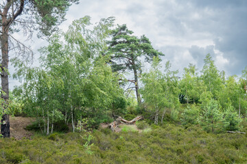 Fototapeta premium Green trees on a hillside under a cloudy summer sky in Belgium