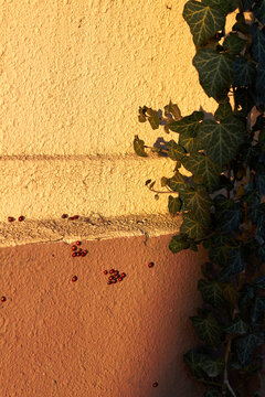 Ladybugs crawling on textured wall with ivy leaves in warm sunlight