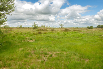 Obraz premium Green heathland landscape in Antwerp Belgium under cloudy sky