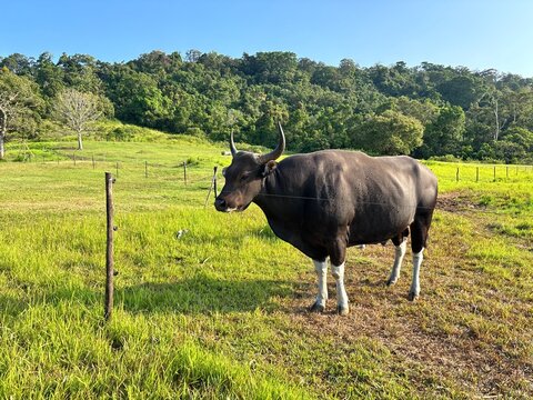 Banteng  Jawa (Bos javanicus) grazing in a green pasture surrounded by forest under clear blue sky, showcasing wildlife conservation, natural habitat and rural landscape scenery