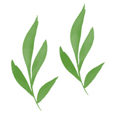 Fototapeta premium Elegant Botanical Leaf Watercolor Elements Vector EPS
