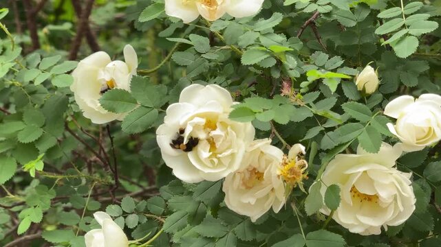 Cream white wild roses with a bumblebee collecting nectar in a garden shrub, pollinator activity, natural beauty, blooming flowers, garden wildlife, springtime nature.