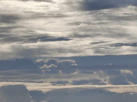 Two Birds Flying Across Overcast Grey Cloudy Sky