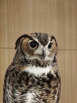Vocalizing Great Horned Owl with Open Beak Closeup
