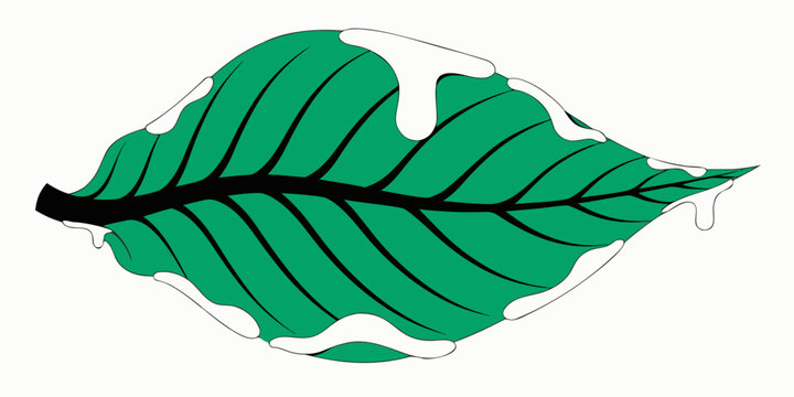 Large green leaf with prominent veins and jagged edges vegetation botanical prominent