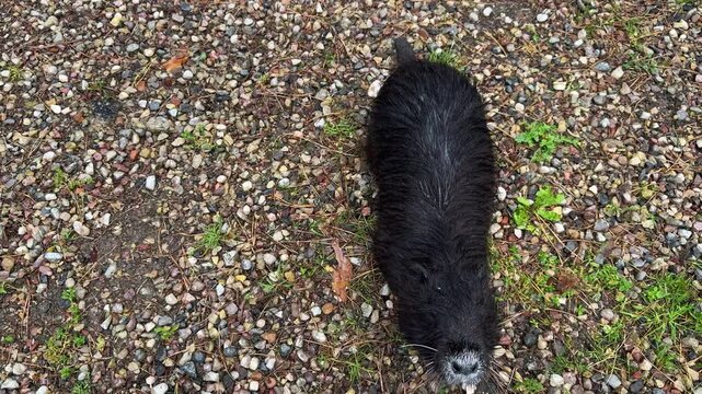 Wet black nutria walking on gravel path, close up of dark furred capybara in open zoo