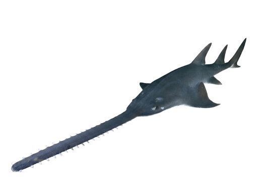 Largetooth sawfish isolated on pure white background