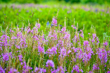 Obraz premium Green natural background, photo of green meadow grass and purple flowers