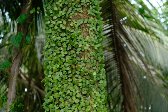 Pyrrosia piloselloides is one of several types of epiphytic ferns known as dragon scales, duduitan, or penny leaves. Sisik naga, daun picisan. The coconut trunk is covered by climbing plants.
