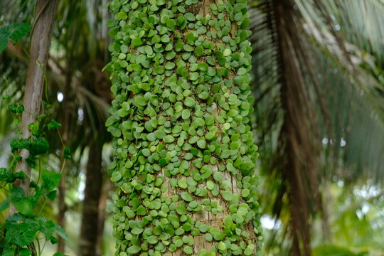 Pyrrosia piloselloides is one of several types of epiphytic ferns known as dragon scales, duduitan, or penny leaves. Sisik naga, daun picisan. The coconut trunk is covered by climbing plants.
