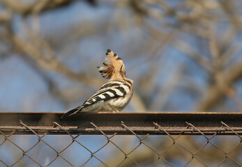 An unusual low-angle view of a Eurasian Hoopoe (Upupa epops) in a funny pose, looking backward with its fan-like crest slightly raised while perched on a rusty metal fence. © VOLODYMYR KUCHERENKO