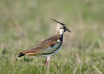 A detailed close-up shot of an adult Northern Lapwing (Vanellus vanellus) standing gracefully in the green grass of a meadow. [ИРФ] © VOLODYMYR KUCHERENKO