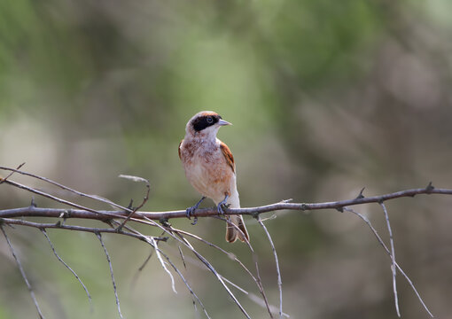 A male Eurasian Penduline Tit (Remiz pendulinus) showcasing its distinct black mask plumage while perched gracefully on a bare twig of an oleaster tree (Elaeagnus angustifolia), tagged under ИРФ.