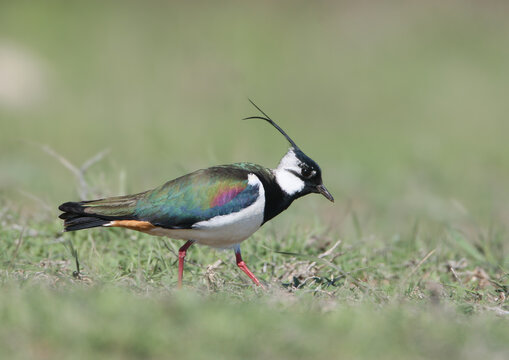 A Northern Lapwing (Vanellus vanellus) in vibrant iridescent breeding plumage walks across a green grassy field looking for food. [ИРФ]