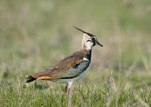 A detailed close-up shot of an adult Northern Lapwing (Vanellus vanellus) standing gracefully in the green grass of a meadow. [ИРФ]