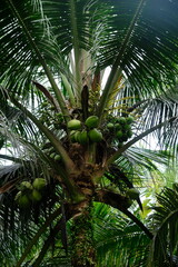 Fototapeta premium Coconut or nyiur is the sole member of the genus Cocos of the palm family or Arecaceae. Cocos nucifera