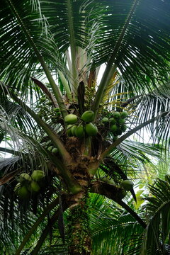 Coconut or nyiur is the sole member of the genus Cocos of the palm family or Arecaceae. Cocos nucifera