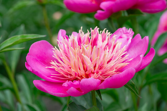 Vibrant pink anemone type peony flower blooming with lush cream center in summer garden