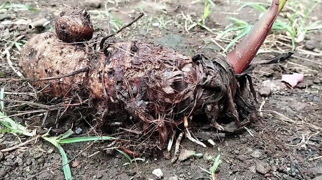 Close up shot of a static taro corm with visible root strands and rough layered bark on soil ground.
