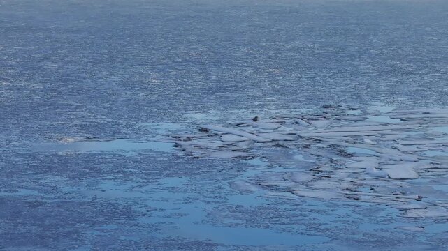 Solitary seal resting on drifting sea ice floes amid a vast frozen seascape, with blue reflections on calm water, highlighting wildlife resilience in a harsh polar environment.
