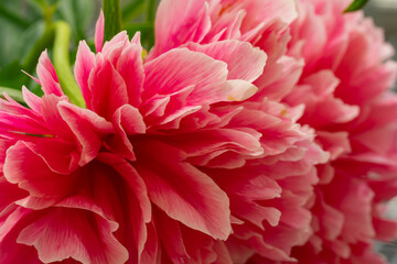 Macro texture of vibrant coral pink peony petals with detailed organic pattern in summer bloom © IKvyatkovskaya