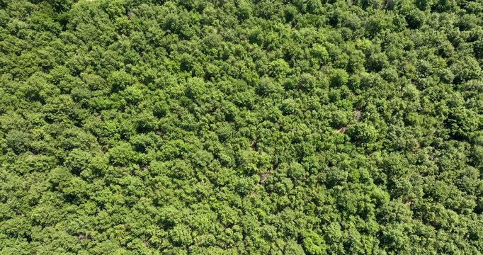 Aerial top down view of a dense forest canopy filled with vibrantly green foliage and thick summer trees, creating a beautiful and rich natural pattern from high above the landscape. Zenithal shot.