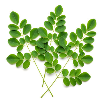 Fresh green moringa leaves isolated on white background isolated on white background