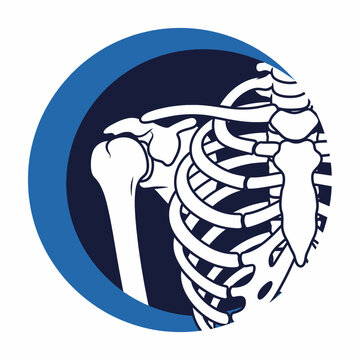 Human skeleton arm and ribcage anatomy.
