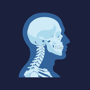 Human Skull and Spine Anatomy.