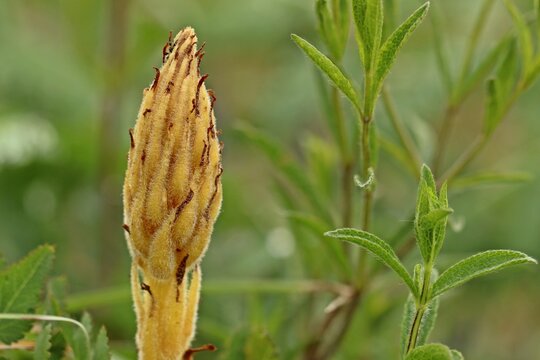 Sommerwurz (Orobanche spec.)
im Mai