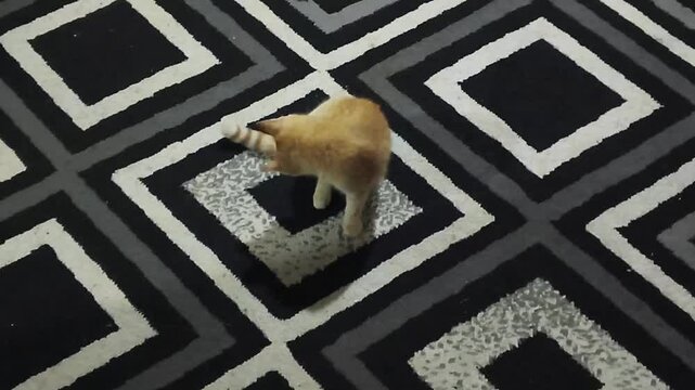 A cat interacts with a bowl on a geometric patterned floor