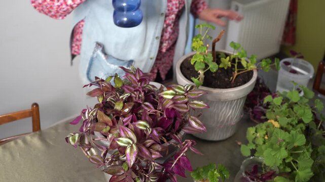 Grandmother transplants geranium and tradescantia into a flower pot. Woman carrying flower. Spray with water. Grandma house flowers. Floriculture hobby. Green violet leaves houseplants care