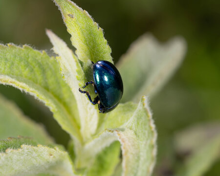 Bio Diversity - Chrysolina coerulans - Blue Mint Leaf Beetle on Plant . High quality photo