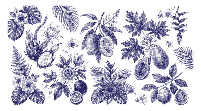 Blue and white illustration of various tropical leaves and fruits