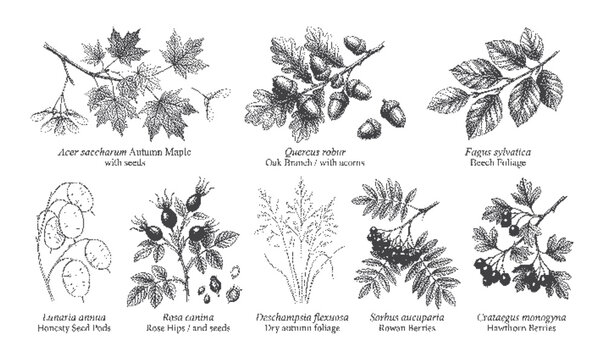 Detailed botanical illustrations of various tree and plant species with leaves and seeds