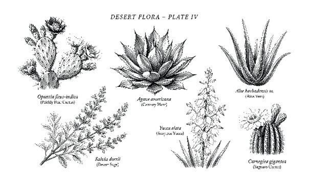 Desert flora plate featuring various cacti and succulents