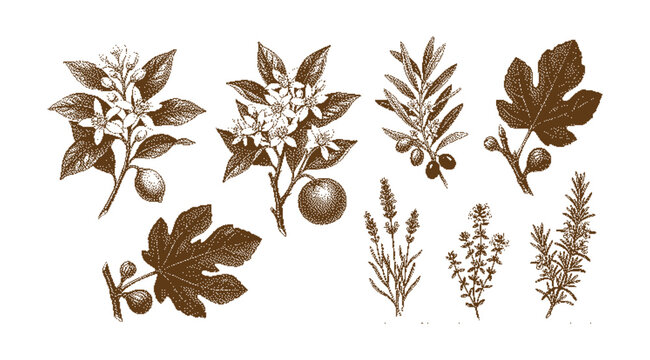 A collection of various botanical illustrations featuring leaves, flowers, and fruits in a sepia tone