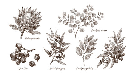 Vintage botanical illustrations of various eucalyptus and gum tree branches with leaves and fruits © vectolab