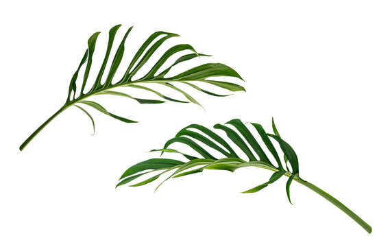 Tropical monstera and palm leaves isolated on transparent background.