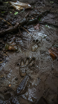 Animal footprints pressed into wet mud on a shadowed tropical rainforest floor .generative AI