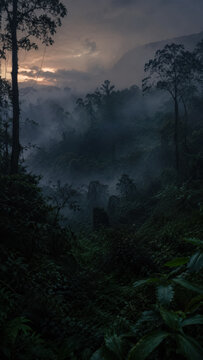 Misty mountain rainforest valley at dawn with layered trees and blue atmospheric haze .generative AI