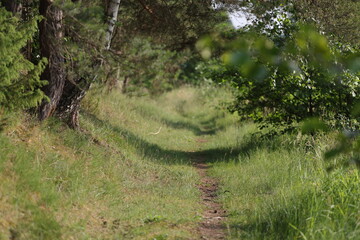 Leśna ścieżka © Bagatela