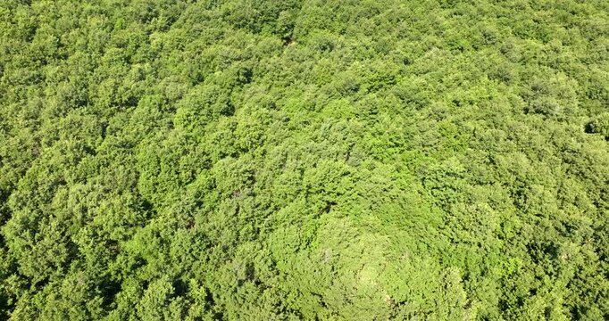 An overhead aerial view capturing a dense and lush green forest canopy, showcasing a rich pattern of thick tree tops, vibrant summer foliage, and a thriving natural wilderness ecosystem.