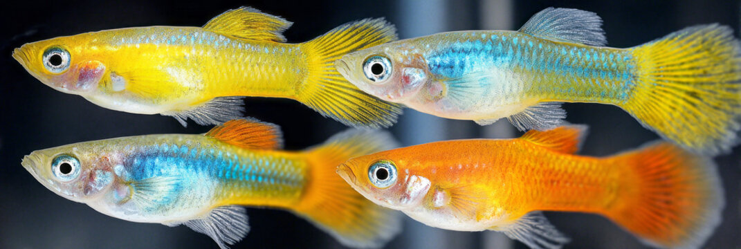 Guppy fish swim freely in a home aquarium surrounded by green plants and rocks. Sunlight shines through the water, creating a bright atmosphere in the tank
