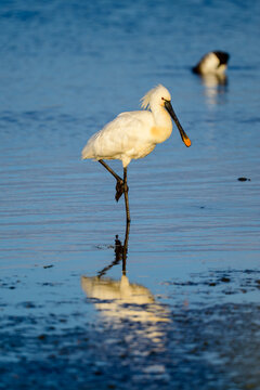 Eurasian spoonbill, Platalea leucorodia